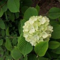 八仙花基地八仙花的價(jià)格及現(xiàn)場照片