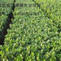 大量低價(jià)出售冬青苗小葉黃楊苗