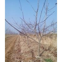 山楂樹