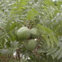 山西國槐/國槐銷售、國槐價格苗木