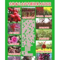 金葉榆，珠穆朗瑪，牡丹海棠，白蘭地，皇家雨點(diǎn)，俄羅斯紅火