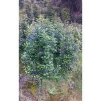 低價(jià)供應(yīng)茶花