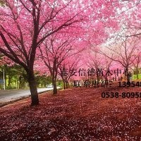 櫻花