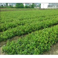 紅火球紫薇苗30-50CM/紅火箭紫薇苗/紅葉石楠/油茶