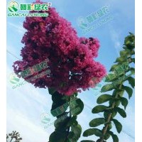 速生玫紅紫薇 速生玫紅紫薇最新價格 長勢最快、花色最紅的速生紫