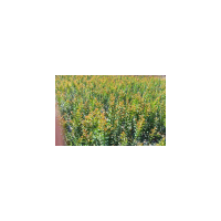 供應(yīng)紫薇小苗、紫薇小苗價格