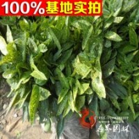 灑金珊瑚小苗銷售 量大優(yōu)惠 現(xiàn)貨