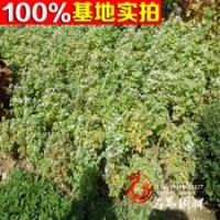 優(yōu)質(zhì)珍珠梅 價格合適 樹形優(yōu)美