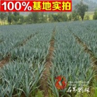 直銷綠化苗木 劍麻苗 品種規(guī)格齊