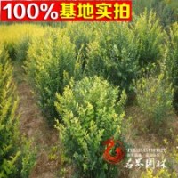 黃葉女貞 黃葉女貞苗 黃葉女貞球