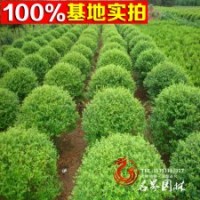 供應(yīng)水臘球，水蠟苗，球類植物