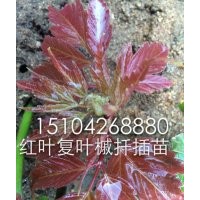 金葉絲棉木，紅葉復(fù)葉槭，金葉復(fù)葉槭