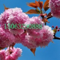紅葉櫻花苗，櫻砧王苗，紅葉櫻花價(jià)格