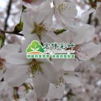 日本早櫻