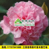 烈香茶花 茶花小苗綠化苗木供應(yīng)
