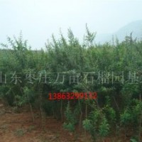 供應(yīng)供應(yīng)石榴樹、花石榴樹、果石榴樹
