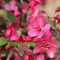 臨沂皇家雨點(diǎn)，山東皇家雨點(diǎn)海棠接穗，白蘭地海棠