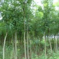大量國槐、龍爪槐、金葉槐供應(yīng)中