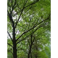 山西襄汾低價供應白皮松，油松，柳樹
