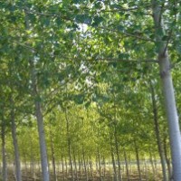 【天津毛白楊】【5公分毛白楊】毛白楊小苗育站華潤苗木-....苗木