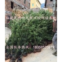 羅漢松，羅漢松球，造型羅漢松，羅漢松小苗，福建羅漢松基地，福