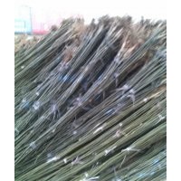 山西國槐苗、定植國槐苗、國槐樹產(chǎn)業(yè)基地