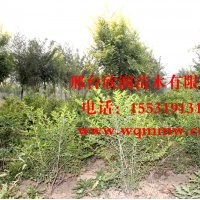 欣潤苗木大量供應(yīng)金葉女貞 2米