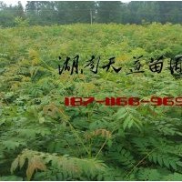 2015欒樹(shù)苗價(jià)格