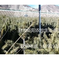 耐高寒青海云杉供應(yīng)