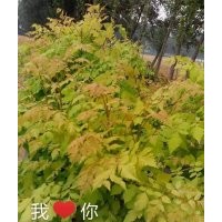 金葉欒