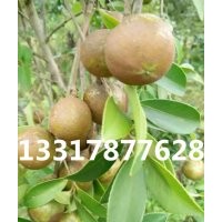 軟枝油茶