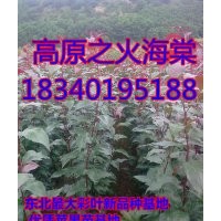 紅寶石海棠苗