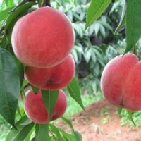 臨沂桃樹苗供應，晚熟桃苗，映霜紅桃苗，夏之夢桃苗等
