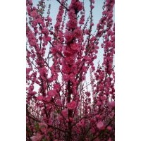 供榆葉梅，哪里有榆葉梅，榆葉梅的價(jià)格，榆葉梅的產(chǎn)地直銷