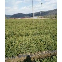 30-60公分云杉苗、紅松苗、樟子松苗，量大有現(xiàn)貨