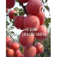 省時省力省工適合大面積種植蘋果苗、矮化神富一號蘋果苗蘋果樹苗