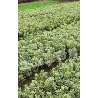 供應(yīng)丹桂、紅花檵木、枇杷、金邊黃楊