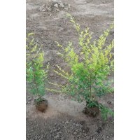 營(yíng)養(yǎng)缽金葉榆 北美海棠 櫻花 玉蘭 白皮松 果槐 白臘