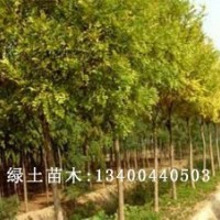 速生白蠟小苗品種|速生白蠟類(lèi)型