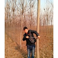楸樹(shù)7公分5公分@河南楸樹(shù)7公分@6公分楸樹(shù)