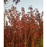 出售紅葉櫻花 紫葉稠李 金葉復(fù)葉槭 核桃樹