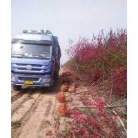 低價(jià)專供：紫葉矮櫻，紅葉碧桃，紅葉李，紫葉李