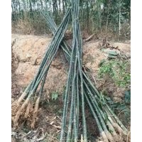 低價(jià)專供：國槐， 雙季槐，速生國槐，金枝槐