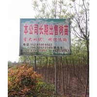 陜西長期供應國槐、油松、塔柏、刺柏、櫻花、紅葉石楠