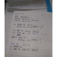 法國冬青