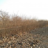 山桃苗