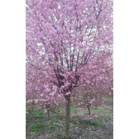 長期供應(yīng)各種梅花