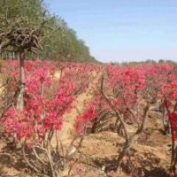 映山紅大樹、小苗