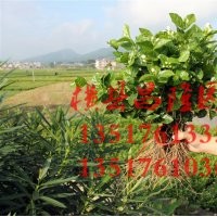 供應浙江杭州茉莉花小苗 橫縣供應杭州茉莉花苗