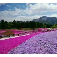 叢生福祿考（芝櫻）